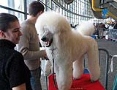 Stefanie, Felix and Caruso

Getting ready for the ring  
at the dog show in Munchen

Mar 2006