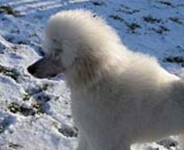 Caruso

in the Snow at 
The Frankfurt Pudel Club

Jan 2006
