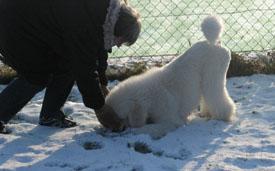  Bildname: 24 - Caruso and Doris playing in the snow at Frankfurt Pudel Klub Jan 2006.jpg  