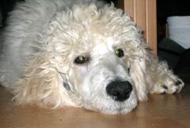  Bildname: 14 - 3 Months old - at Home the day after the hard training Oct 2005.jpg  
