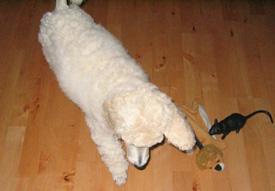  Bildname: 04 - 8 weeks old - Keeping one eye on his toys  while taking a nap at home Aug 2005.jpg  