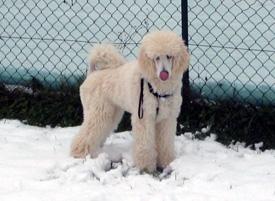  Bildname: 23 - Caruso playing in the snow at Frankfurt Pudel Klub Jan 2006.jpg  