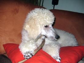  Bildname: 18 - Caruso watching his favorite TV series Oct 2005.jpg  