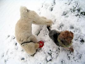  Bildname: 20 - Caruso and Knuffel playing in the snow at Frankfurt Pudel Klub Jan 2006.jpg  