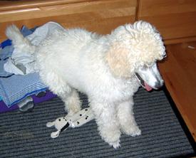  Bildname: 10a - Caruso with some of his toys Sep 2005.jpg  