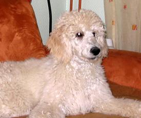 Bildname: 16 - Caruso watching his favorite TV series Oct 2005.jpg  
