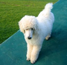  Bildname: 12  -3 Months old - on the training course at Frankfurt Pudel Klub Oct 2005.jpg  