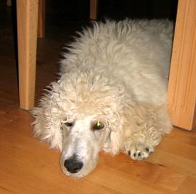  Bildname: 13 - 3 Months old - at Home the day after the hard training Oct 2005.jpg  