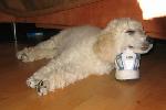  03  - 8 weeks old - taking a nap using a shoe as pillow at home Aug 2005.jpg