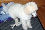  10a - Caruso with some of his toys Sep 2005.jpg