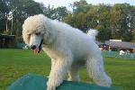  11 -3 Months old - on the training course at Frankfurt Pudel Klub Oct 2005.jpg