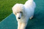  12  -3 Months old - on the training course at Frankfurt Pudel Klub Oct 2005.jpg