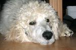  14 - 3 Months old - at Home the day after the hard training Oct 2005.jpg
