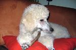  18 - Caruso watching his favorite TV series Oct 2005.jpg