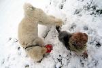  20 - Caruso and Knuffel playing in the snow at Frankfurt Pudel Klub Jan 2006.jpg