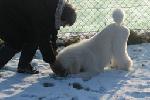  24 - Caruso and Doris playing in the snow at Frankfurt Pudel Klub Jan 2006.jpg