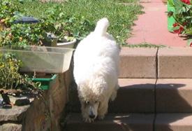  Bildname: c_20sep05_1.jpg 
 Breite: 275 Pixel 
 H�he: 187 Pixel 
 Gr�sse: 48 kB 