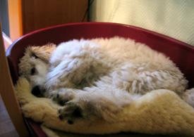  Bildname: c_09oct05_4.jpg 
 Breite: 275 Pixel 
 H�he: 195 Pixel 
 Gr�sse: 40 kB 