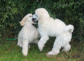  Bildname: c_20sep05_3.jpg 
 Breite: 275 Pixel 
 H�he: 198 Pixel 
 Gr�sse: 52 kB 