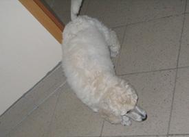  Bildname: c_20sep05_11.jpg 
 Breite: 275 Pixel 
 H�he: 200 Pixel 
 Gr�sse: 31 kB 