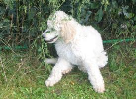  Bildname: c_20sep05_2.jpg 
 Breite: 275 Pixel 
 H�he: 201 Pixel 
 Gr�sse: 58 kB 