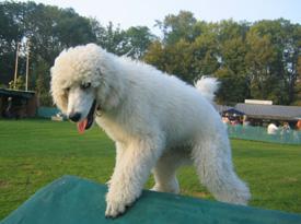  Bildname: c_08oct05_1.jpg 
 Breite: 275 Pixel 
 H�he: 205 Pixel 
 Gr�sse: 47 kB 