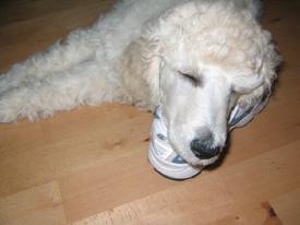  Bildname: c_20sep05_10.jpg 
 Breite: 275 Pixel 
 H�he: 206 Pixel 
 Gr�sse: 36 kB 