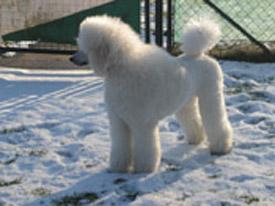  Bildname: c_29jan06_13.jpg 
 Breite: 275 Pixel 
 H�he: 206 Pixel 
 Gr�sse: 39 kB 