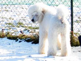  Bildname: c_29jan06_3.jpg 
 Breite: 275 Pixel 
 H�he: 206 Pixel 
 Gr�sse: 42 kB 