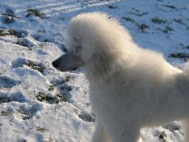  Bildname: c_29jan06_4.jpg 
 Breite: 275 Pixel 
 H�he: 206 Pixel 
 Gr�sse: 36 kB 