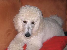  Bildname: c_21oct05_1.jpg 
 Breite: 275 Pixel 
 H�he: 207 Pixel 
 Gr�sse: 36 kB 