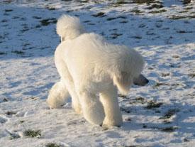  Bildname: c_29jan06_6.jpg 
 Breite: 275 Pixel 
 H�he: 207 Pixel 
 Gr�sse: 39 kB 