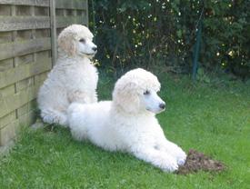  Bildname: c_20sep05_5.jpg 
 Breite: 275 Pixel 
 H�he: 208 Pixel 
 Gr�sse: 50 kB 