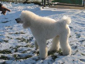  Bildname: c_29jan06_12.jpg 
 Breite: 275 Pixel 
 H�he: 210 Pixel 
 Gr�sse: 42 kB 