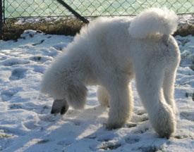  Bildname: c_29jan06_14.jpg 
 Breite: 275 Pixel 
 H�he: 216 Pixel 
 Gr�sse: 38 kB 