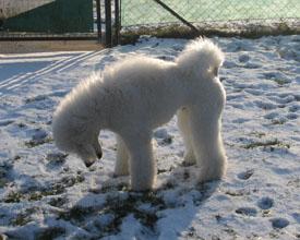  Bildname: c_29jan06_11.jpg 
 Breite: 275 Pixel 
 H�he: 220 Pixel 
 Gr�sse: 43 kB 