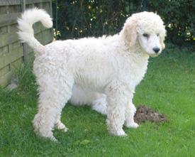  Bildname: c_20sep05_6.jpg 
 Breite: 275 Pixel 
 H�he: 221 Pixel 
 Gr�sse: 52 kB 