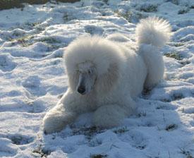  Bildname: c_29jan06_9.jpg 
 Breite: 275 Pixel 
 H�he: 224 Pixel 
 Gr�sse: 39 kB 