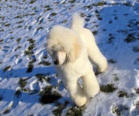  Bildname: c_29jan06_1.jpg 
 Breite: 275 Pixel 
 H�he: 229 Pixel 
 Gr�sse: 48 kB 