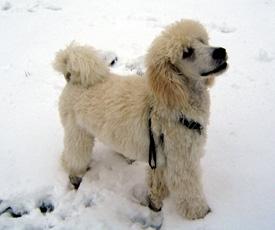  Bildname: c_25nov05_2.jpg 
 Breite: 275 Pixel 
 H�he: 230 Pixel 
 Gr�sse: 39 kB 