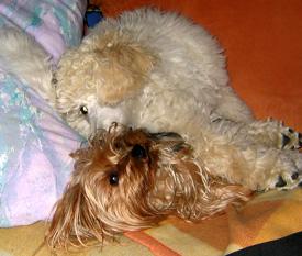  Bildname: c_08oct05_3.jpg 
 Breite: 275 Pixel 
 H�he: 233 Pixel 
 Gr�sse: 55 kB 