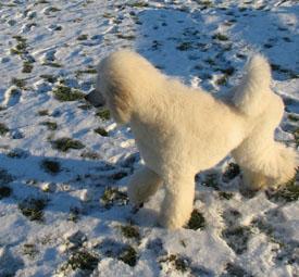  Bildname: c_29jan06_2.jpg 
 Breite: 275 Pixel 
 H�he: 255 Pixel 
 Gr�sse: 51 kB 