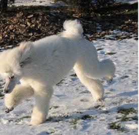  Bildname: c_29jan06_5.jpg 
 Breite: 275 Pixel 
 H�he: 267 Pixel 
 Gr�sse: 48 kB 