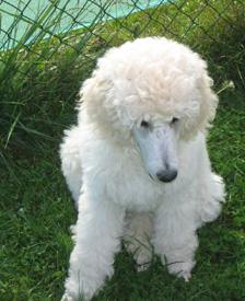  Bildname: c_20sep05_4.jpg 
 Breite: 224 Pixel 
 H�he: 275 Pixel 
 Gr�sse: 57 kB 