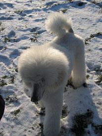  Bildname: c_29jan06_7.jpg 
 Breite: 206 Pixel 
 H�he: 275 Pixel 
 Gr�sse: 39 kB 