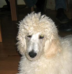  Bildname: c_09oct05_3.jpg 
 Breite: 275 Pixel 
 H�he: 283 Pixel 
 Gr�sse: 48 kB 