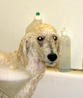  Bildname: c_11nov05_1.jpg 
 Breite: 275 Pixel 
 H�he: 326 Pixel 
 Gr�sse: 51 kB 